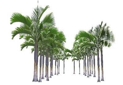Hotel Sofitel Palm Trees